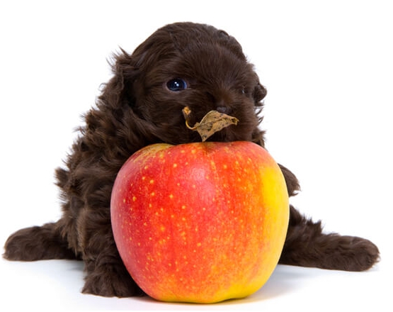 강아지가 먹어도 되는 과일