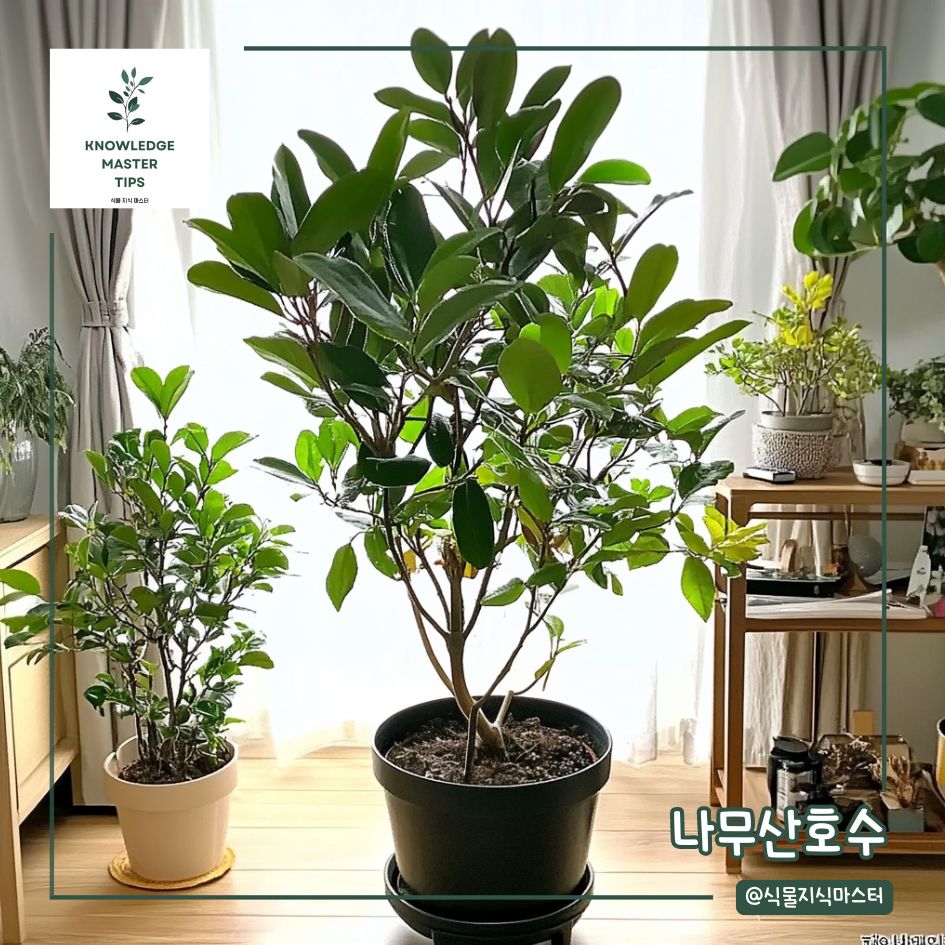 실내용 나무, 나무산호수