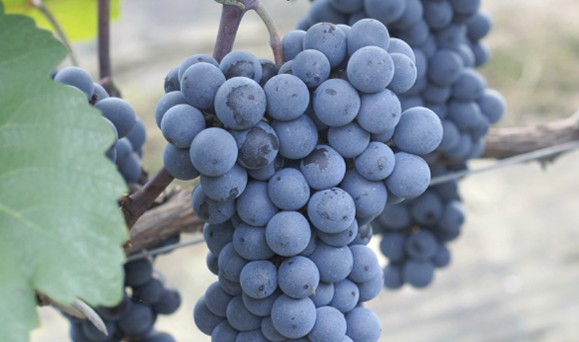 포도의 종류 - 머루포도 특징, 보관법