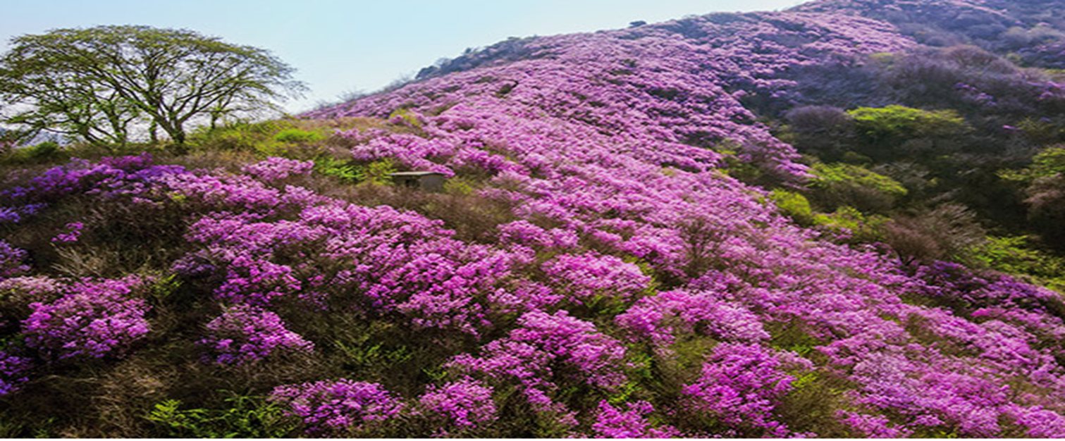여수 영취산 진달래 군락지