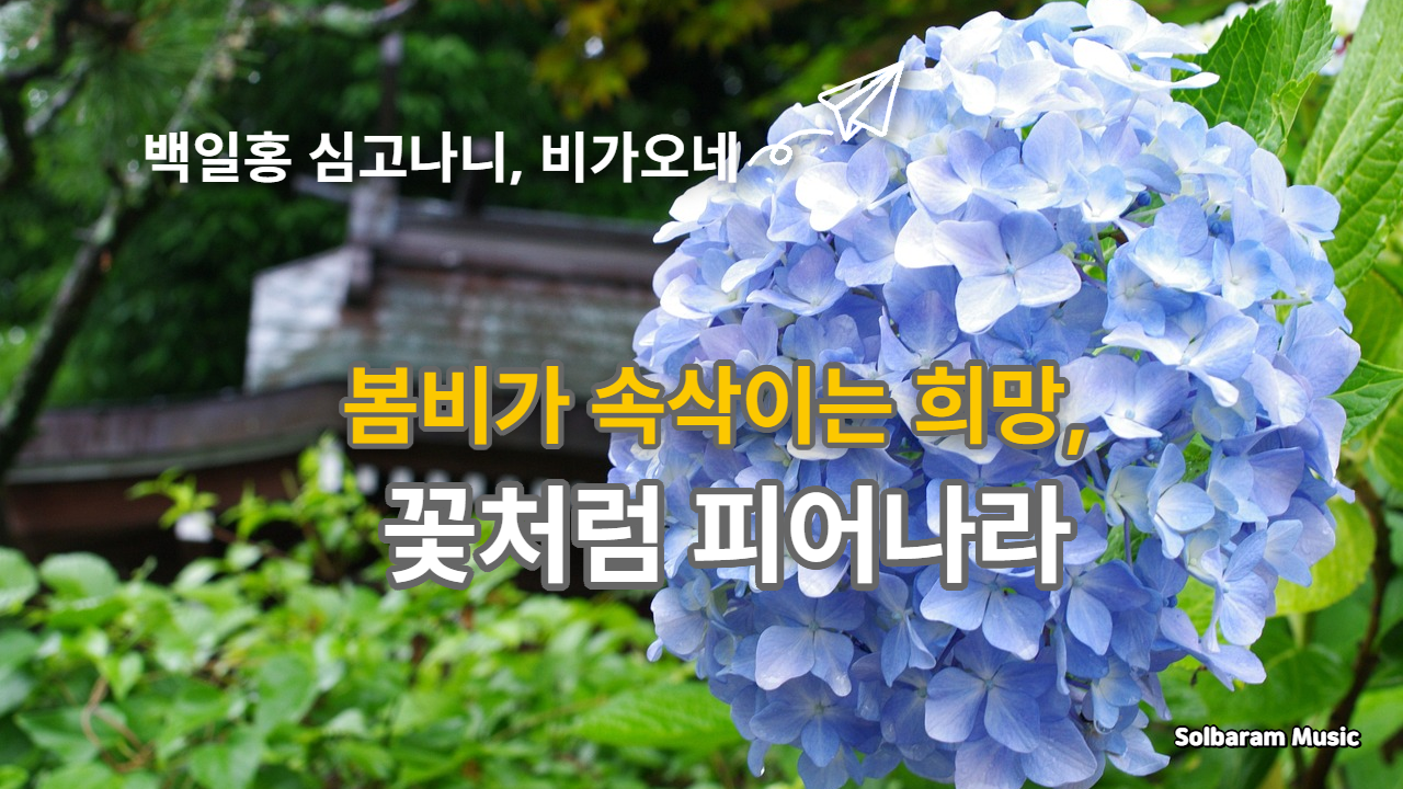 백일홍 심고나니, 비가 오네