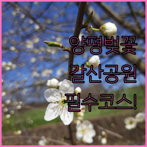 양평 벚꽃 개화 예상 시기 갈산공원 ..