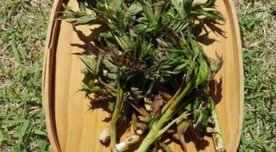 눈개승마 이미지