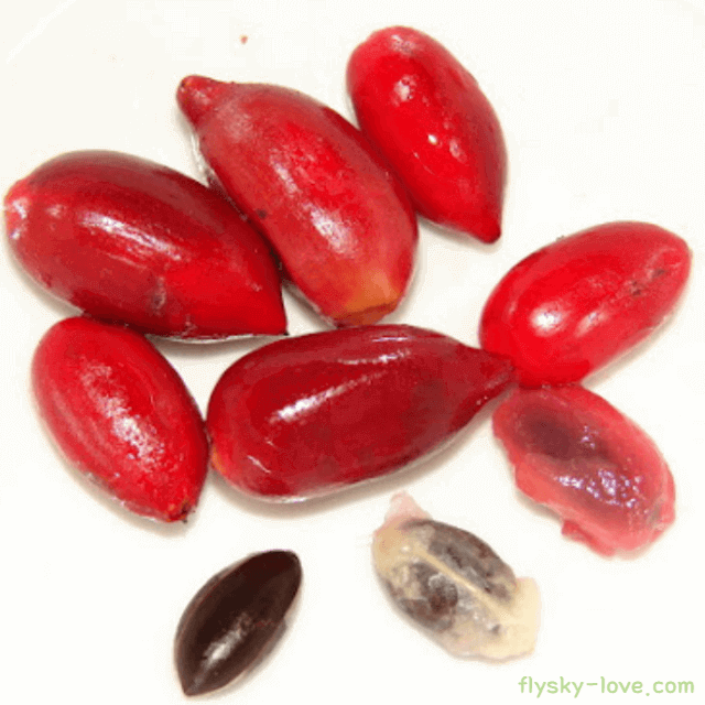 미라클베리 먹는 방법