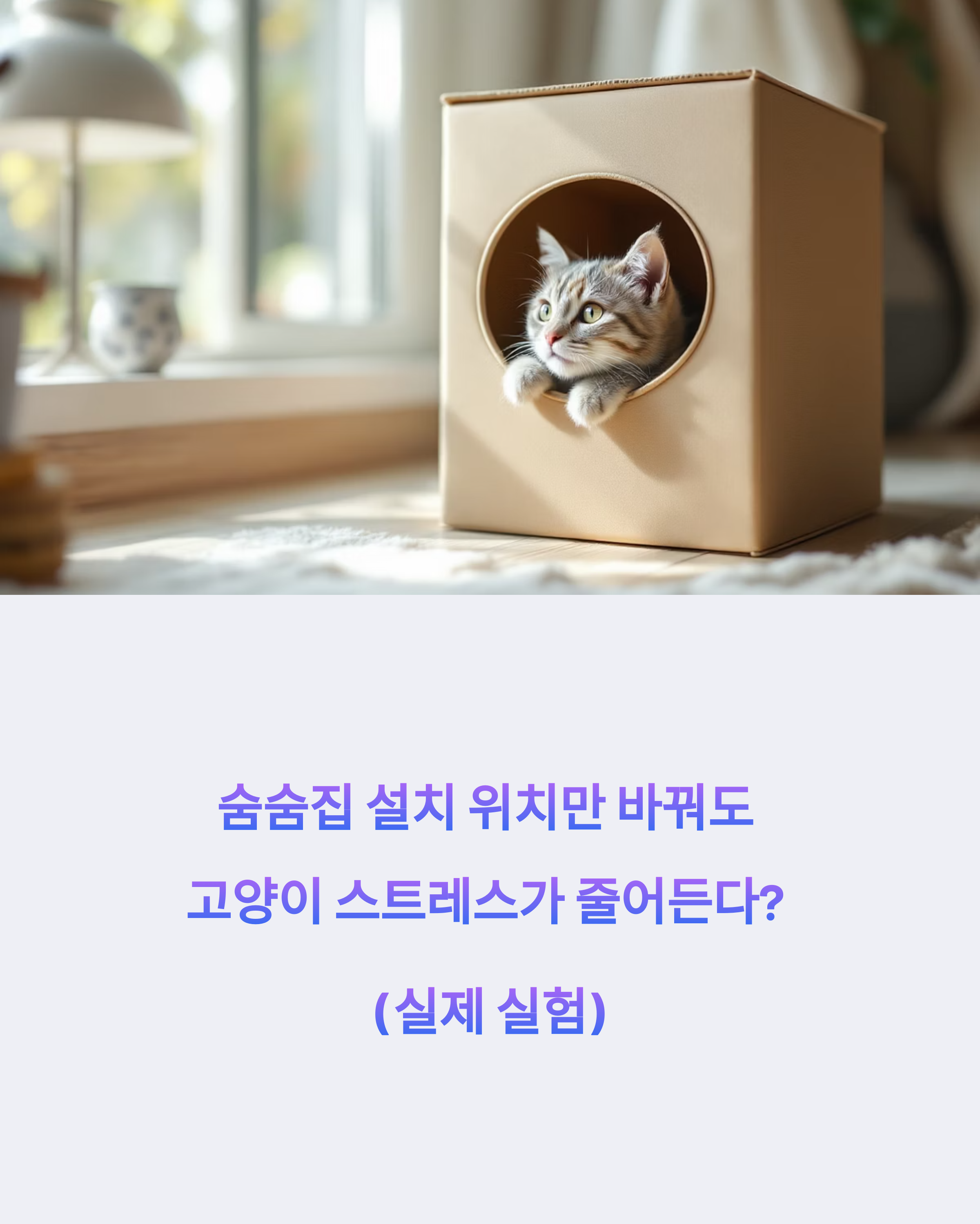 숨숨집 설치 위치만 바꿔도 고양이 스트레스가 줄어든다 (실제 실험)