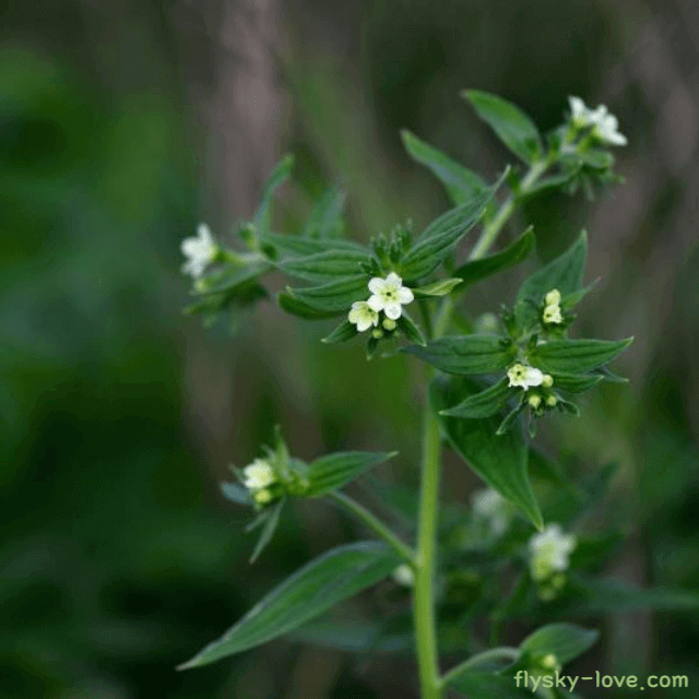 지치(자초) 효능