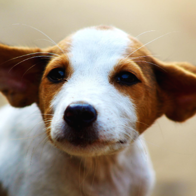 눈썹 주위와 입가에 하얀 수염이 난 강아지