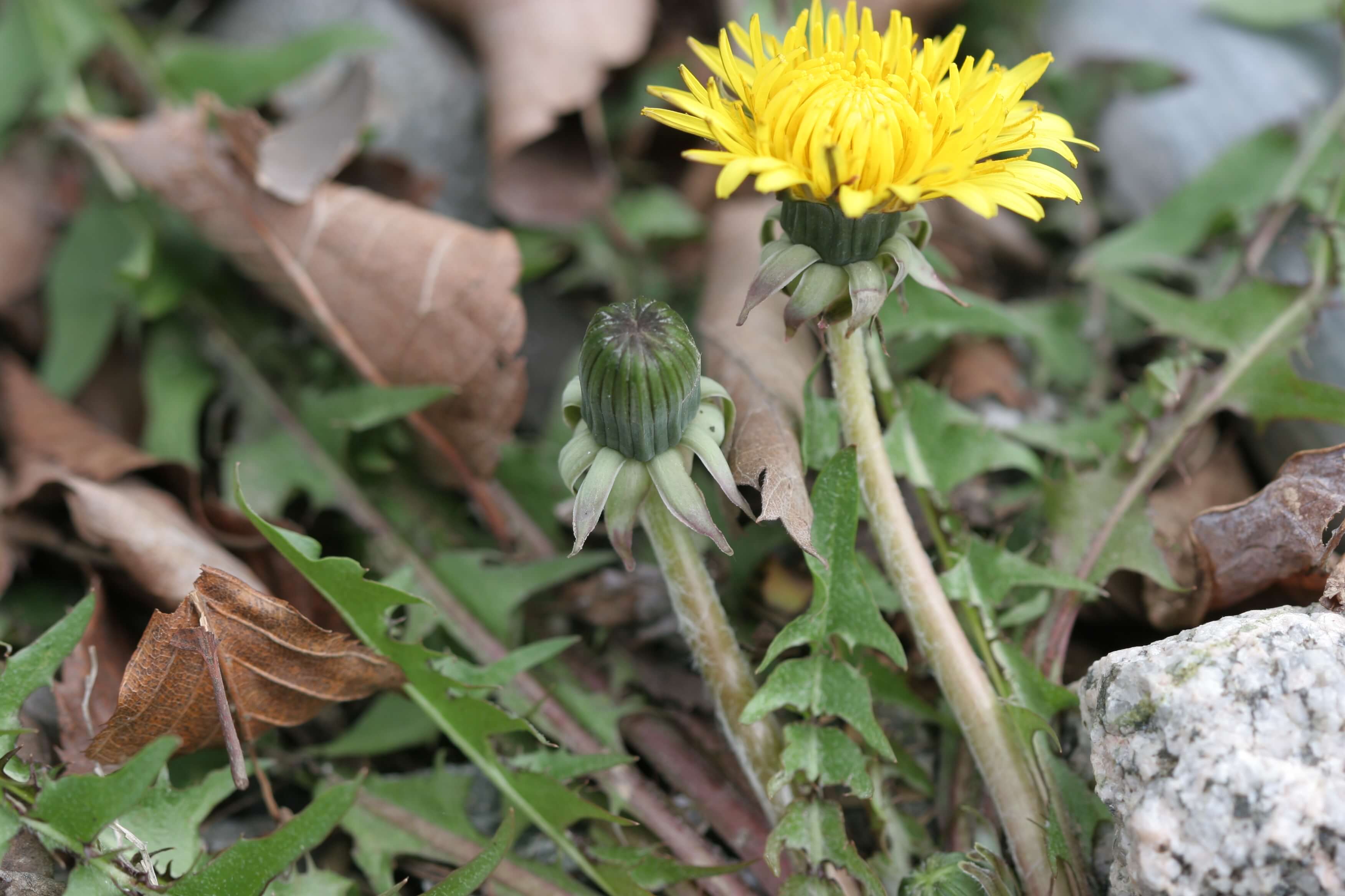 서양민들레 사진