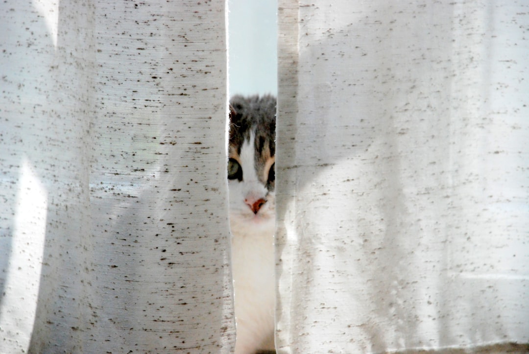 Cat.
