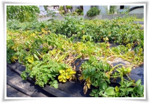 텃밭 "6월, 감자 수확하세요!" 텃밭에 숨겨진 금덩이, 지금 캐세요!