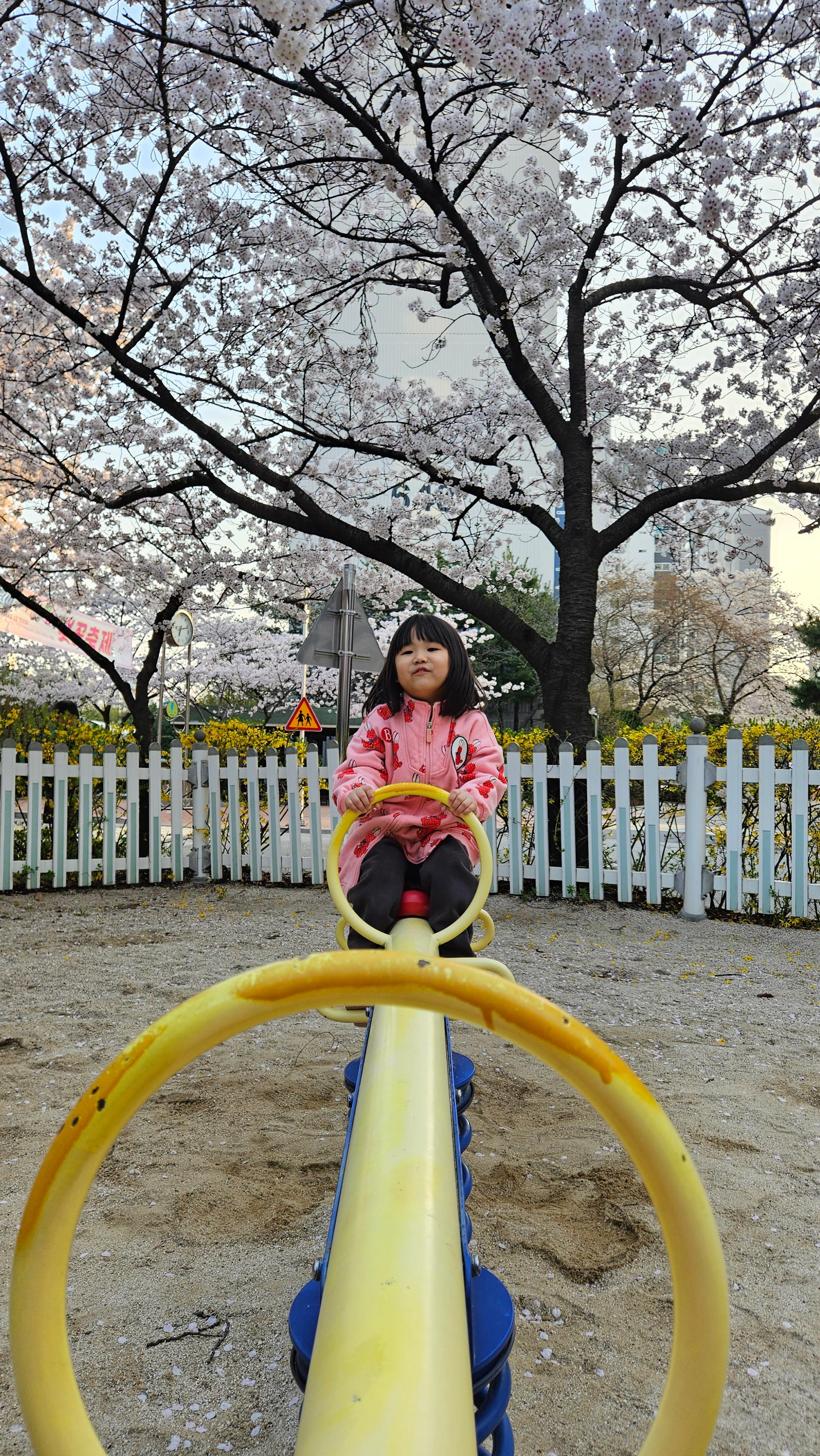 수원 숨은 벚꽃 명소