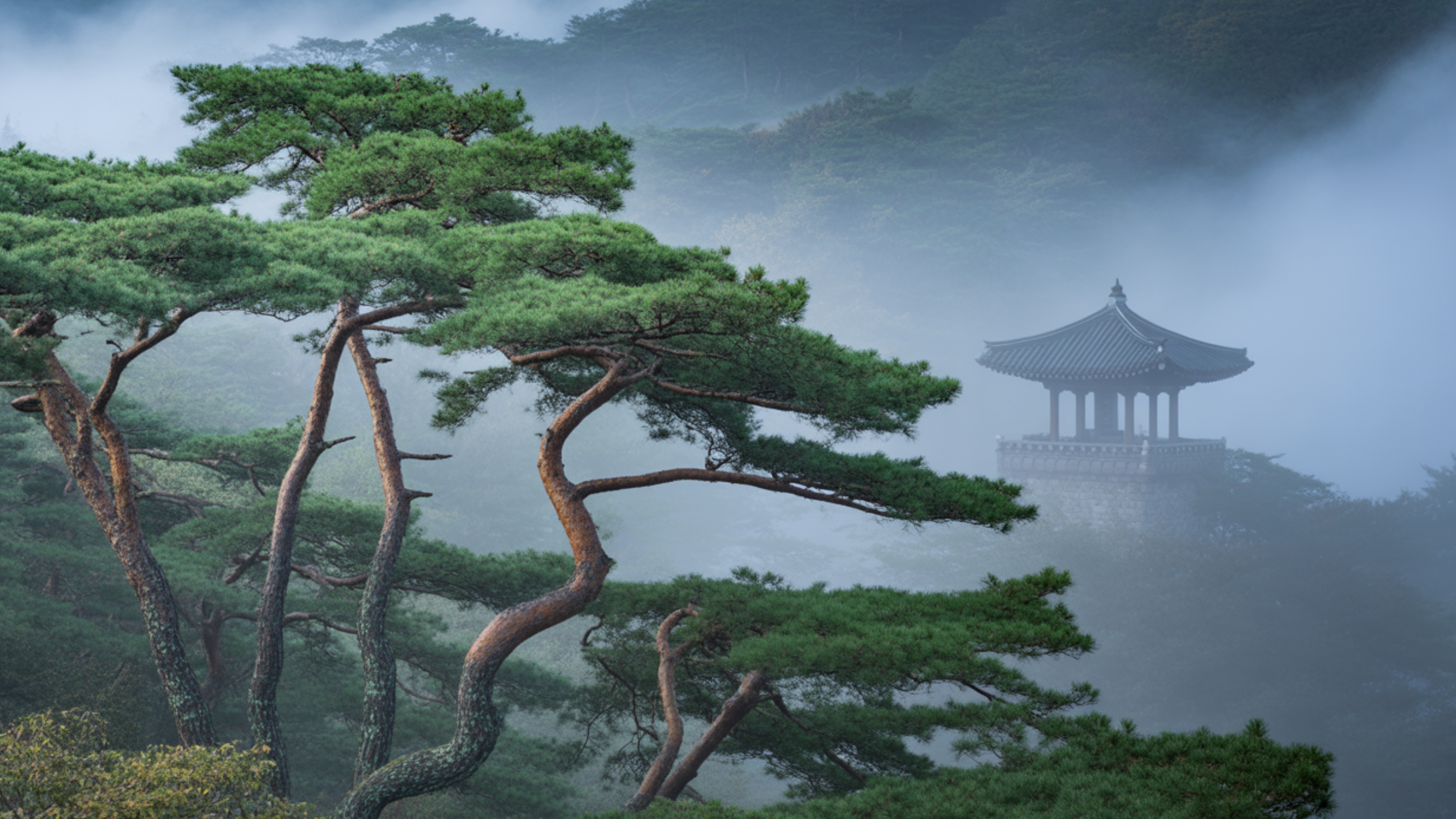 우리나라가 품은 보물, 한국 특산식물