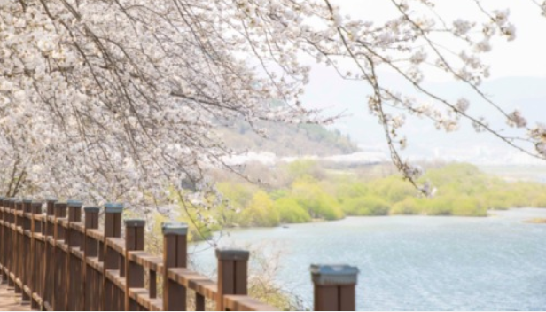 구례300리 벚꽃축제
