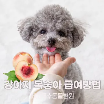 강아지 천도복숭아 먹어도 될까 안전한 급여 방법_22