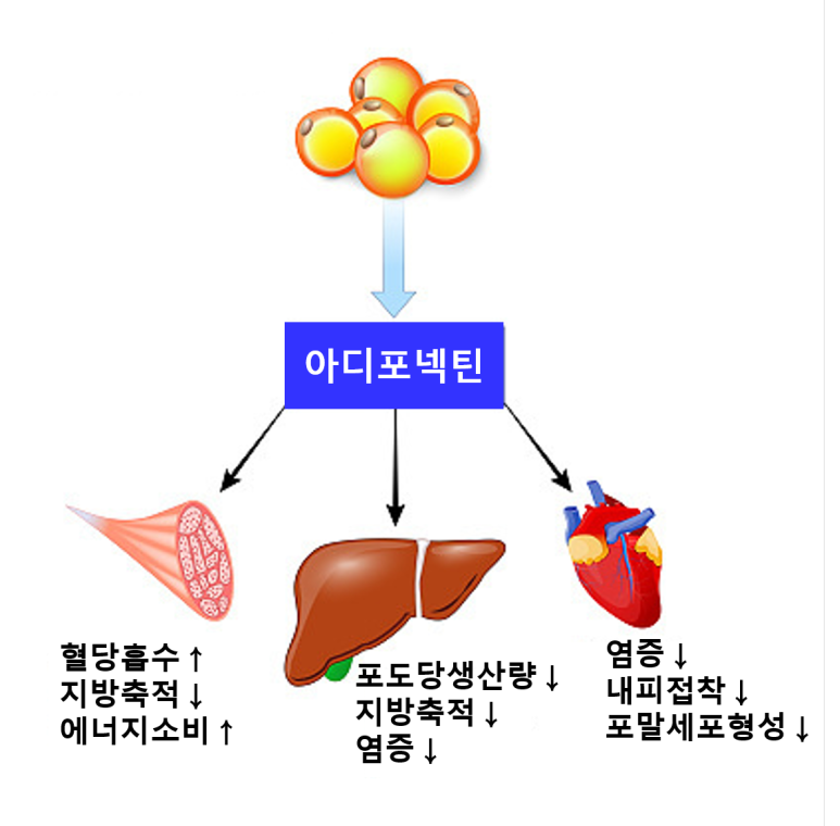 아디포넥틴의 기능