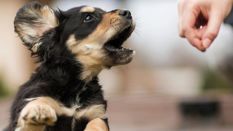 간식을 받아먹고있는 강아지