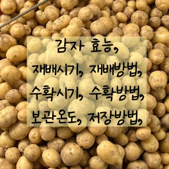 감자 수확시기 심는시기 효능 6월제철음식_10