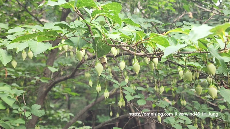 때죽나무,매마등 ,買麻藤),스노벨 트리 ,Snowbell tree. 열매