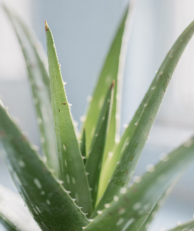 위염에 좋은 음식