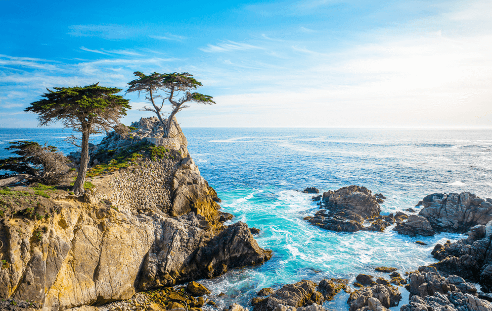 바다에-있는-소나무-모습