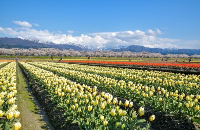 알펜루트 도야마 여행 호텔 추천 BEST 07 + 라쿠테트래블 20% 할인쿠폰
