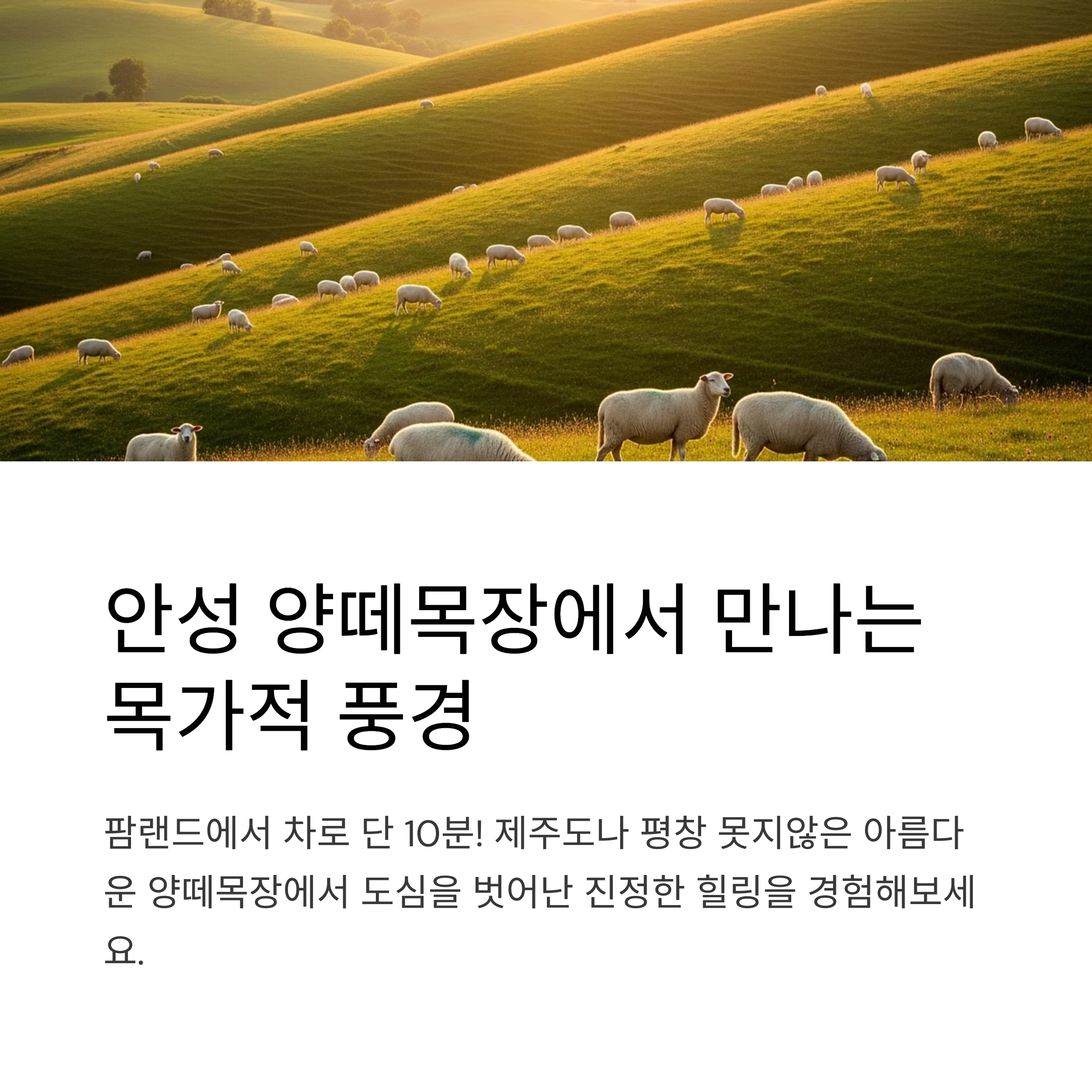 양떼목장