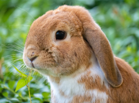 토끼 사료 추천