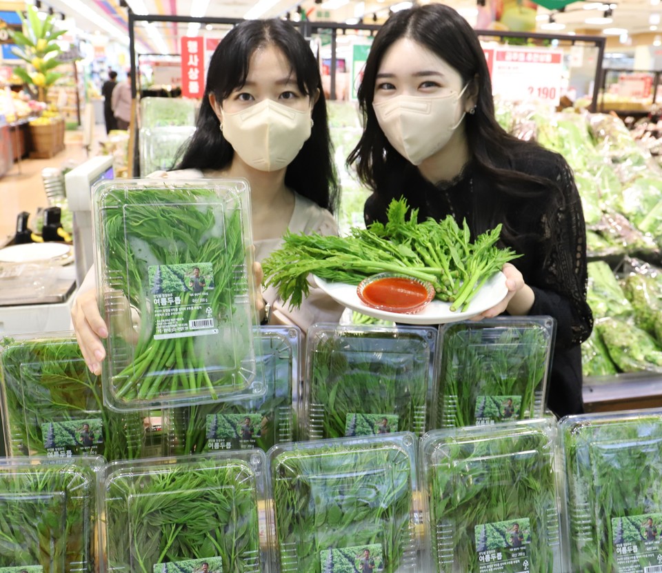 두릅나무 효능 8