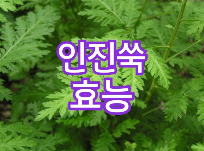 인진쑥 효능 인진쑥 활용 부작용