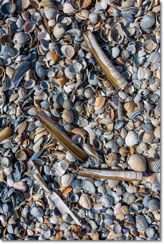 조개류 해감 빼는 법 미세플라틱 잘 제거