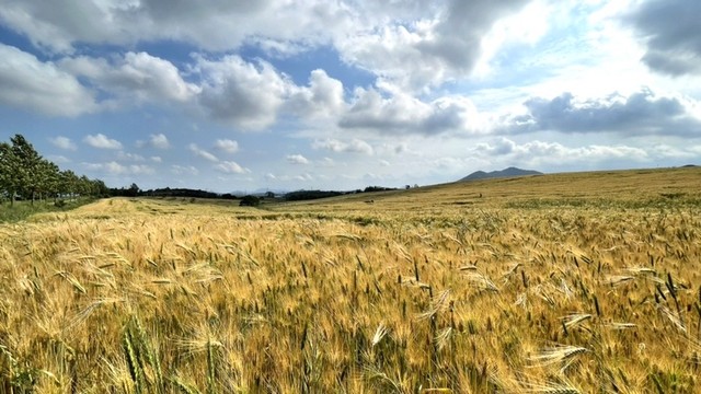 2025 고창 청보리밭 축제