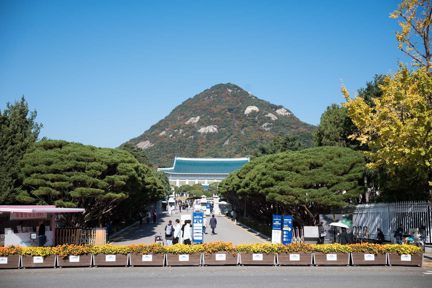 은행 단풍 맛집 경복궁 돌담길