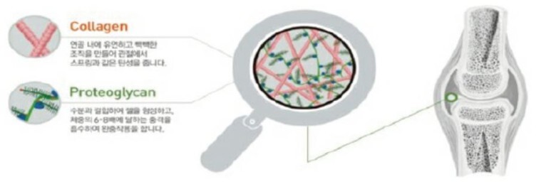관절이 구성성분 콜라겐, 프로테오글리칸