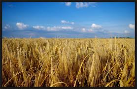 농지취득자격증명 요건