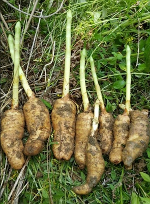 천마 뿌리와 순 사진