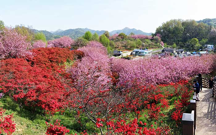완산공원의-꽃동산과-겹벚꽃