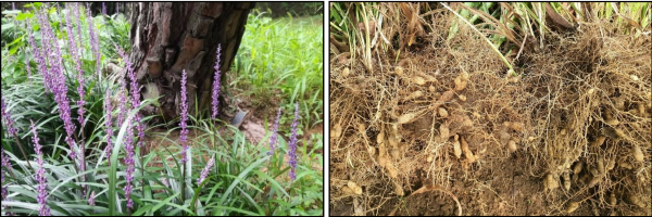 맥문동-먹는법-효능-부작용