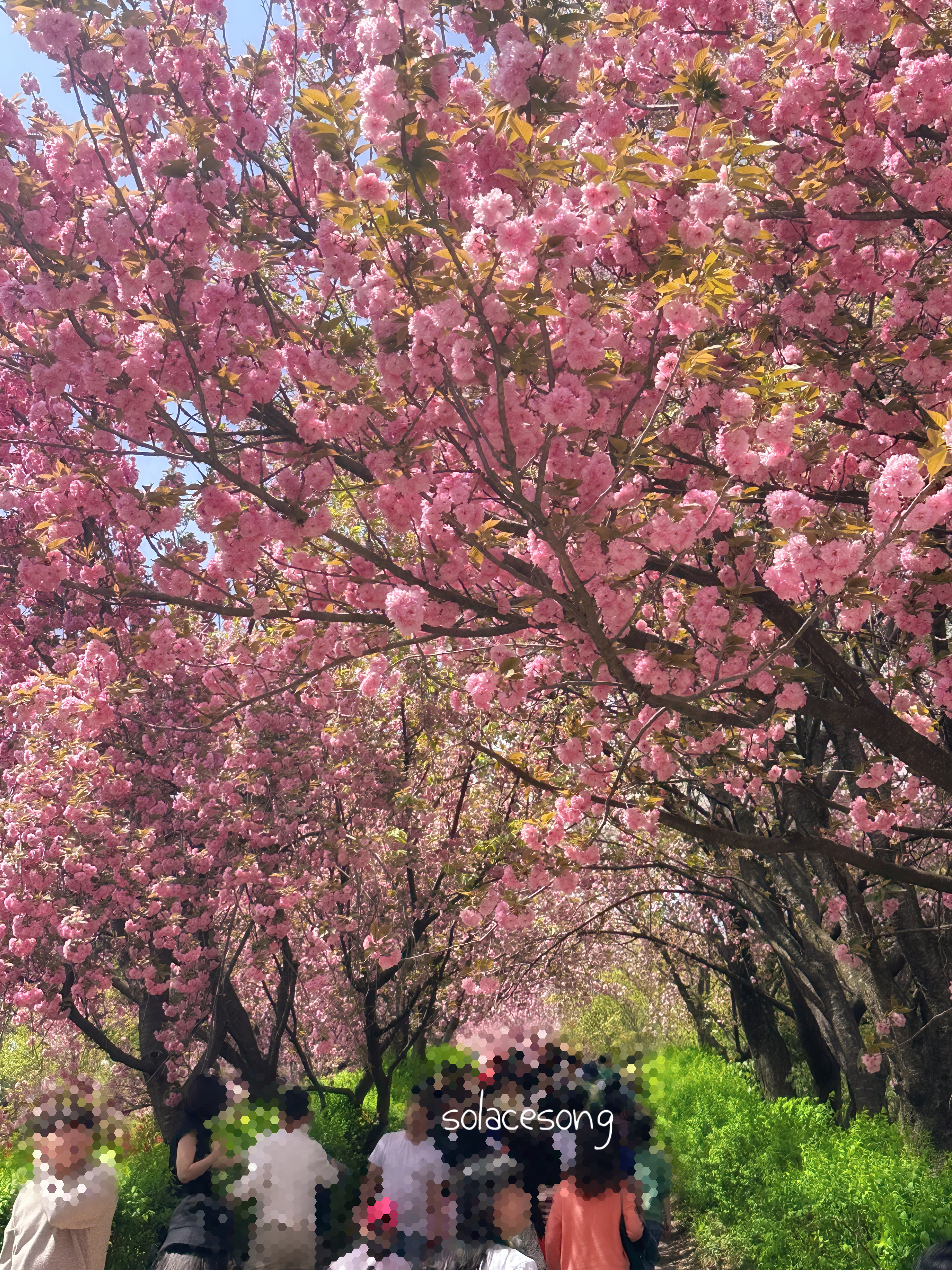 전주 완산칠봉꽃동산2
