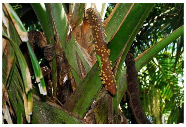 코코 드 메르의 수컷