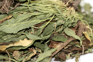 곰보배추 효능12