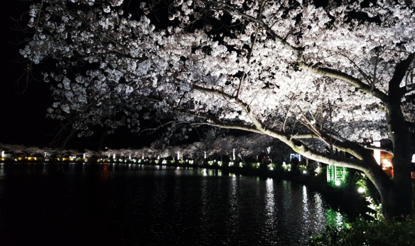 김천 연화지 벚꽃길