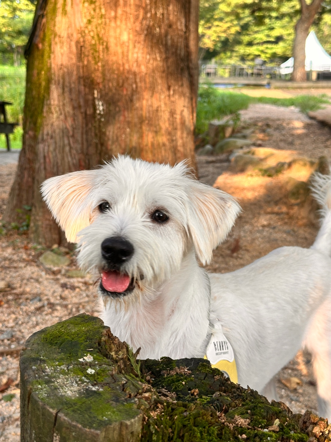유기견 무료 분양