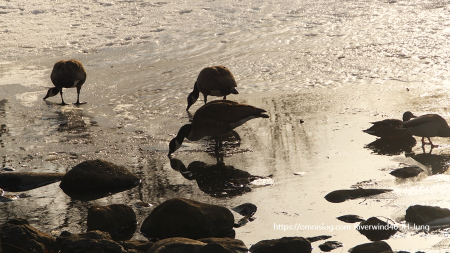 찰스강의 겨울철새 기러기 Boston goose, Canada goose