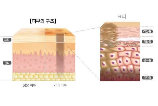 도미나크림-효과