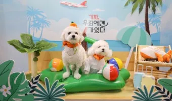 반려동물과 해외여행 기내 직항 펫 전용 준비와 절차_10