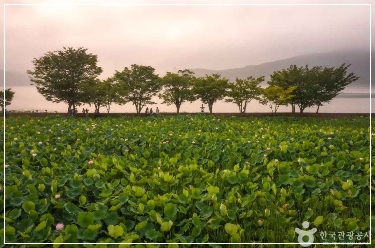 양평 가볼만한곳 베스트10 세미원 물과 꽃의 정원