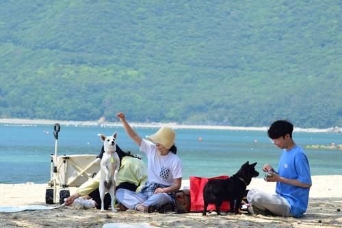 전국 반려견 동반 해수욕장 개장일 및 폐장일 야간개장안내