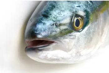 모슬포 대방어 가격 &amp;#44; 효능과 영양성분