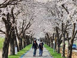 2024 보은 벚꽃길 축제 기본일정 및 프로그램 소개(조항조 박지현 홍지윤 박혜원 출연)