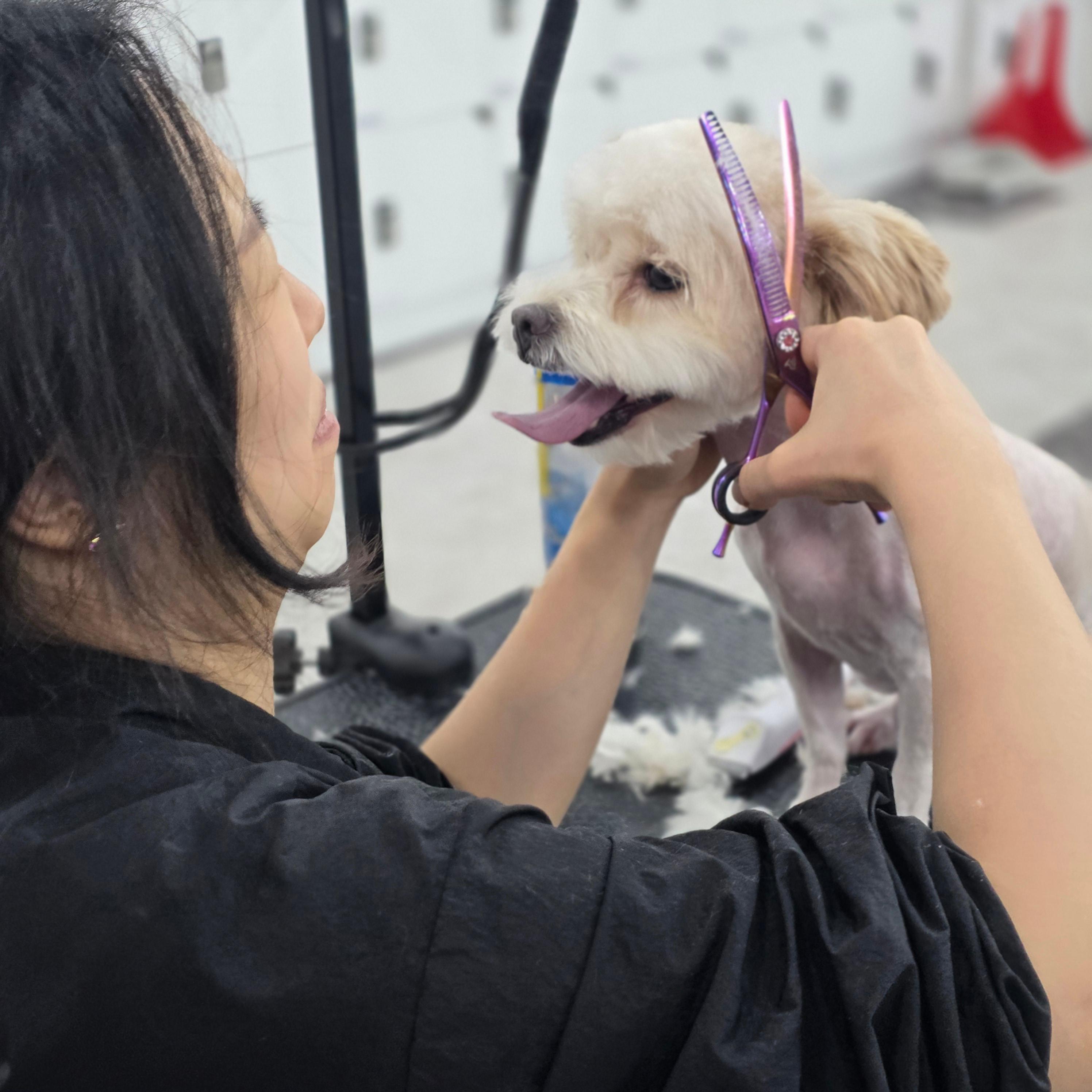 평택애견미용학원